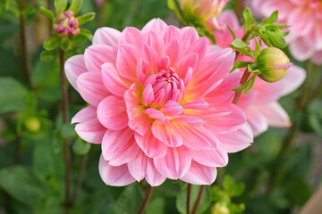 Pink and yellow waterlily dahlia ‘Twiggy’ in flower. © Alexandra