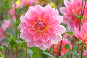 Fototapeta premium Pink and yellow waterlily dahlia ‘Twiggy’ in flower.