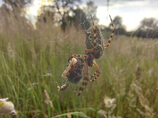 spider on cobweb with prey © Sylwia