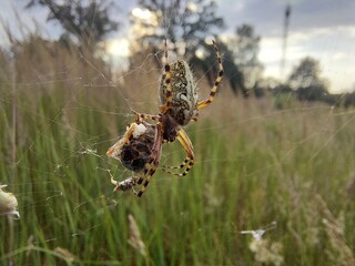 spider on cobweb with prey