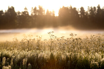Golden Sunrise Over Misty Wildflower Meadow