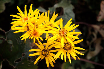 Ligularia, also known as summer ragwort or leopard plant ‘Britt Marie Crawford’ in flower.