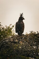 Crested eagle perched in Akagera National Park, Rwanda,