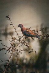 Little turtle dove perched in Akagera National Park, Rwanda during safari