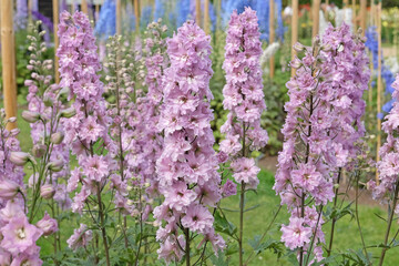 Fototapeta premium Pink Delphinium ‘Mini Pinks Mixed’ in flower