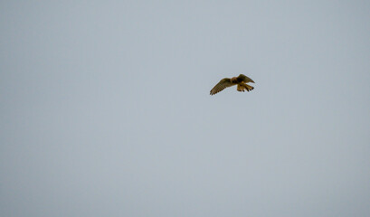 adult wild kestrel (Falco tinnunculus) bird of prey raptor hovering in a clear sky