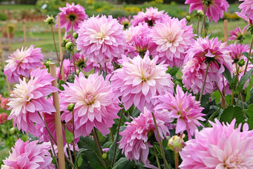Lilac purple and cream dinnerplate decorative dahlia ‘Labyrinth Two Tone’ in flower. © Alexandra
