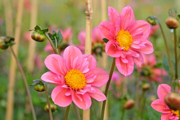 Obraz premium Pink collarette Dahlia ‘Strawberry Bon Bon’ in flower.