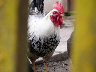Rooster in agricultural conditions.