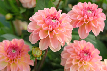 Salmon and coral pink decorative dahlia ‘Sebastian’ in flower. © Alexandra