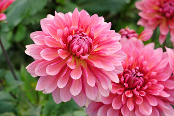 Pink cactus decorative dahlia ‘Missis Dutch’ in flower.