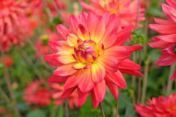 Bright Pink, orange peach and yellow decorative dahlia ‘Rainbow Silence’ in flower.