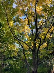 秋の紅葉のきらめき