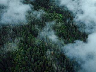 Aerial view of forest landscape in fog and rain