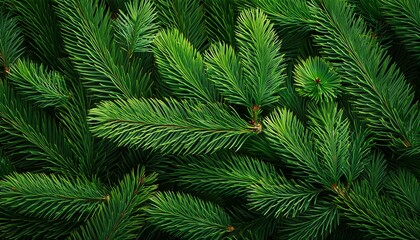 Christmas tree branches background
