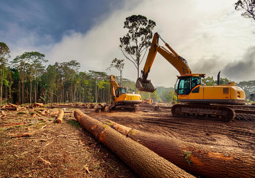 Amazonas-Regenwald, illegale Abholzung von B&auml;umen, Rodung, Zerst&ouml;rung, S&uuml;damerika