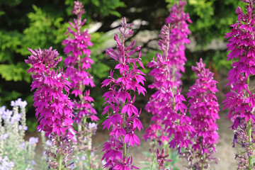Purple Lobelia speciosa or cardinal flower ‘Hadspen Purple’ in flower.