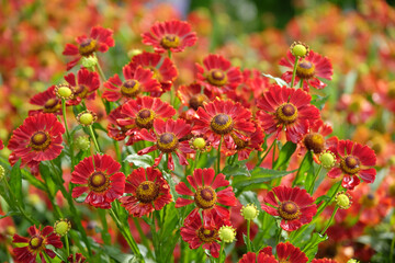 Bright red helenium sneezeweed ‘Rubinzwerg’ in flower.