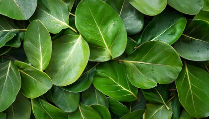 Fototapeta premium Fiddle Leaf Fig, Creative background design, focus on the pile of fresh Fiddle Leaf Fig