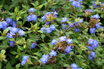 Blue Chinese Plumbago, Ceratostigma willmottianum Forest Blue ‘Lice’ in flower.