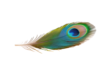 Explore the vibrant colors of a beautiful peacock feather isolated on white background