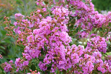 Obraz premium Lilac pink Lagerstroemia indica, crape myrtle, in flower.