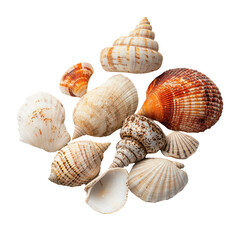Explore the beauty of a hyperdetailed collection of seashells on a white background