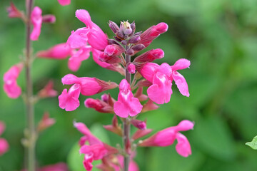 Obraz premium Bright pink Salvia ‘Mulberry Jam’ in flower.
