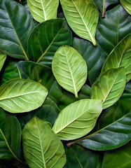 Fiddle Leaf Fig, Creative background design, focus on the pile of fresh Fiddle Leaf Fig
