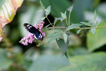 Hypolimnas bolina butterfly. A black and white butterfly perched on pink flowers amidst lush greenery in a tranquil garden setting during daylight