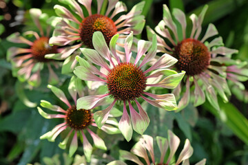 Echinacea purpurea, cone flower, ‘green twister’ in flower.