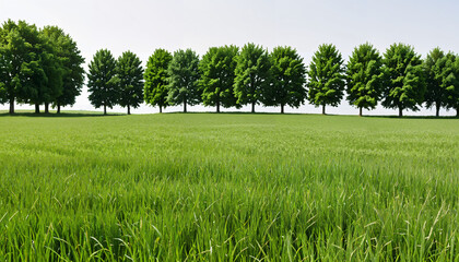 Obraz premium Rangée d'arbres sur une prairie verdoyante