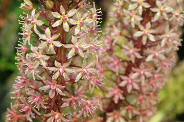 Eucomis comosa, dwarf pineapple lily, ‘Sparkling Burgundy’ in flower.