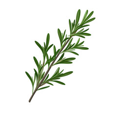 Fototapeta premium Explore the realistic texture of a rosemary herb sprig isolated on white background
