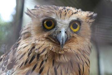 Buffy Fish Owl Half Body