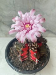 Linda flor do cacto Gymnocalycium Mihanovichii
