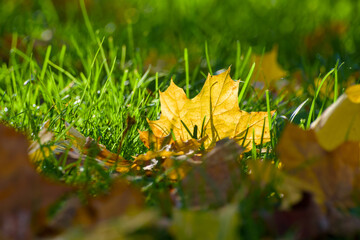 yellow maple leaf on the ground in the grass