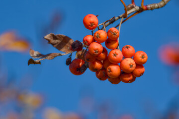 twig with rowan berries close-up
