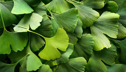 Obraz premium ginkgo biloba green leaf, Creative background design, focus on the pile of fresh ginkgo biloba green leaf