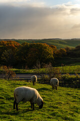 sheep in the field