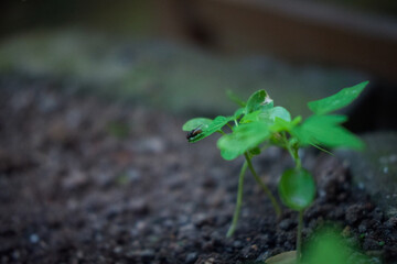 Delicate New Sprouts: Celebrating the Beauty of Freshly Grown Plants