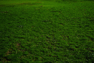 芝生の背景素材