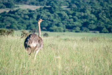 An ostrich with a long neck stands in a field of tall grass,Nairobi Park, Kenya