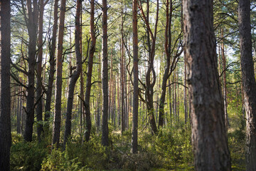 Natural Parc in Poland