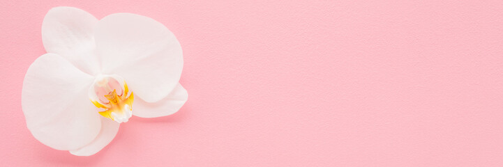 Fresh beautiful soft white orchid flower head on light pink table background. Pastel color. Closeup. Empty place for inspirational text, lovely quote or positive sayings. Wide banner. Top down view.