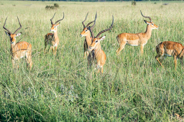 A herd of antelope standing in a lush grassy field, Nairobi National Park, Kenya © Leo Viktorov