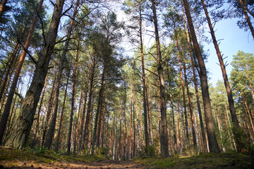 Obraz premium Natural Parc in Poland