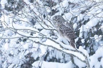 A bird of prey perched on a snowy branch and observing prey on a winter day in Estonia, Northern Europe	