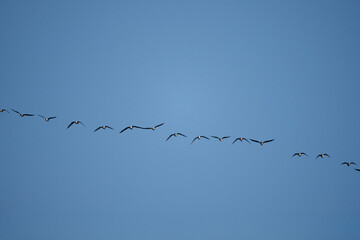Flock Of Birds Flies Against Sky Backdrop In Formation