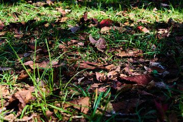 自然の背景素材